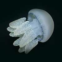 marine-stingers-catostylus-tab